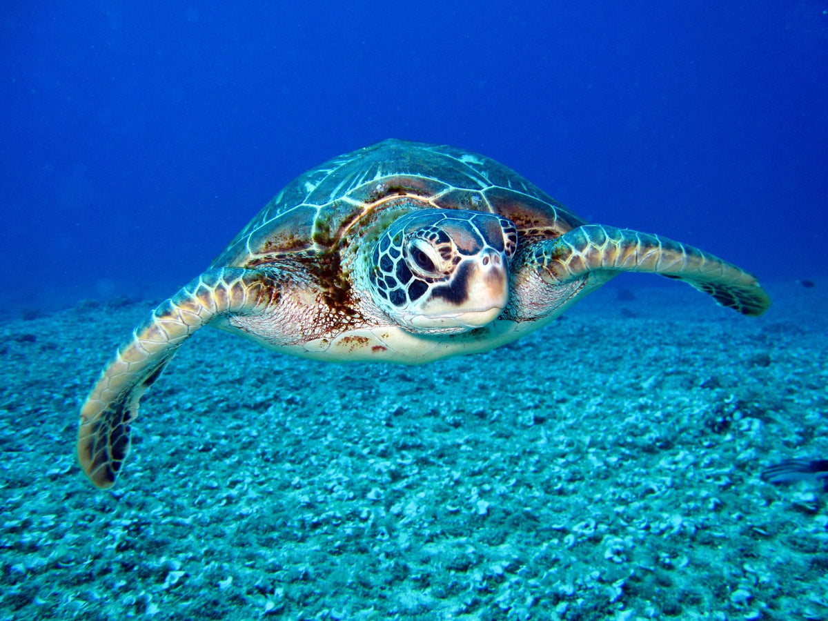 Sharing the sea with turtles