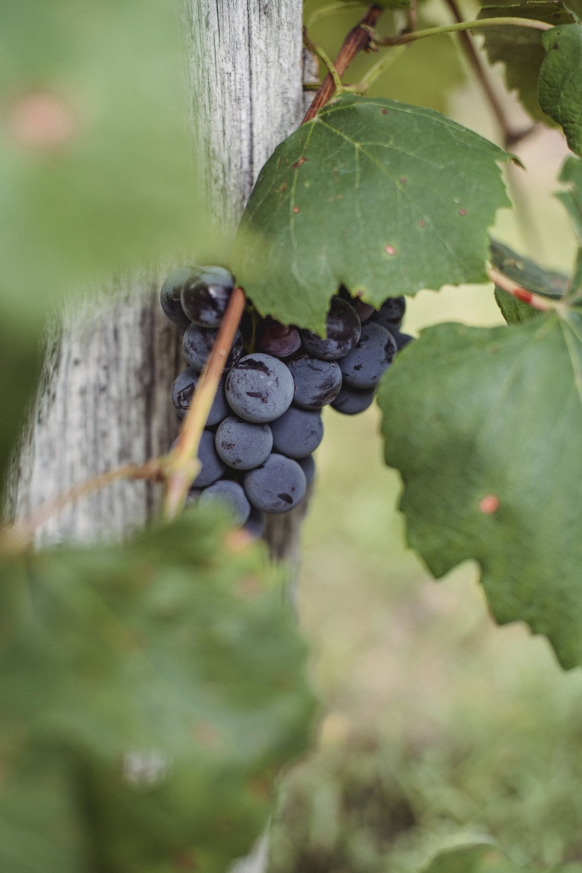 Vineyard tours within easy reach